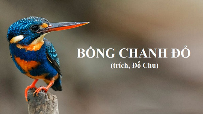 bong-chanh-do-do-chu